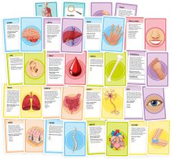 Asmodee Hra Pojďme se učit: Naše úžasné tělo (společenská hra)