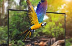 Blitzwolf BW-VS6 100[34] portable projection screen