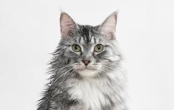 Catlink Chytrá sušička pro domácí mazlíčky Luxury