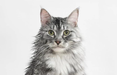 Catlink Chytrá sušička pro domácí mazlíčky Luxury