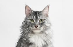 Catlink Chytrá sušička pro domácí mazlíčky Standard