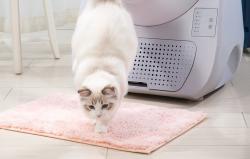 Catlink Inteligentná samočistiaca mačacia toaleta Scooper Young Version