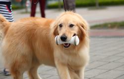 Cheerble Interaktivní hračka pro psy Wickedbone