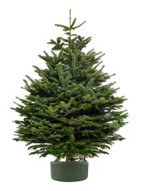 Compass Stojan na vánoční stromek / květináč 5l - zelený