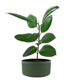 Compass Stojan na vánoční stromek / květináč 5l - zelený