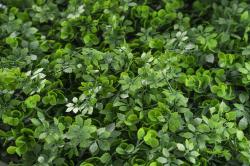 G21 Umělá zelená stěna Listo Berry, 50x50 cm