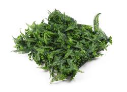 G21 Umělá zelená stěna Listo Ferns, 50x50 cm