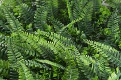 G21 Umělá zelená stěna Listo Ferns, 50x50 cm