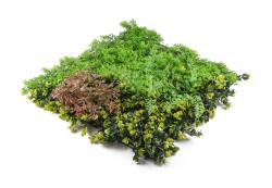 G21 Umělá zelená stěna Listo Forest, 50x50 cm