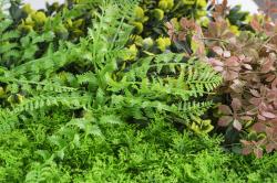 G21 Umělá zelená stěna Listo Forest, 50x50 cm