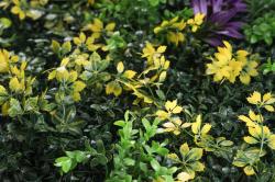 G21 Umělá zelená stěna Listo Herb, 50x50 cm