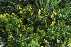 G21 Umělá zelená stěna Listo Jungle, 50x50 cm