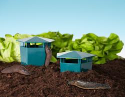 Garden King Lapač slimáků hranatý HD5005 2 ks