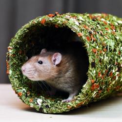 Ham-Stake Zeleninový tunel