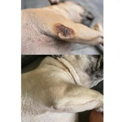 HerbalVet mast na otlaky 150 ml (VÝPRODEJ)