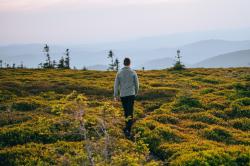 Husky Aflee M mustard pánska fleecová mikina