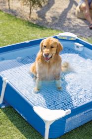 Intex Bazén 48402 Frame Pet set s filtrací pro mazlíčky 152x152x30 cm