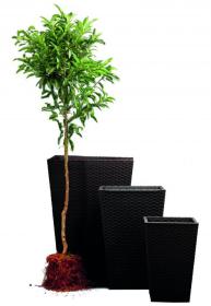 Keter Květináč Rattan Planter M 55,4 l grafitový