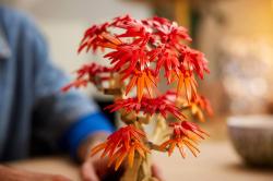 Lego BOTANICALS Bonsaj japonský červený javor 10348 (stavebnice)