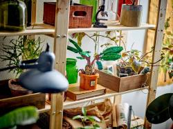 Lego HARRY POTTER Mandragora 76433 (stavebnice)