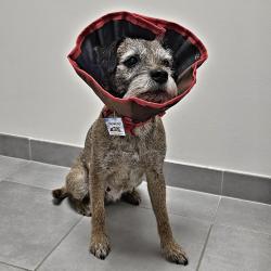 Límec ochranný na suchý zip XXL