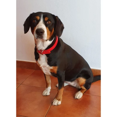 Merco Dog Leash obojek pro psy růžová