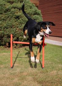 Merco Dog Trainer agility překážky pro psy