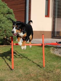 Merco Dog Trainer agility překážky pro psy