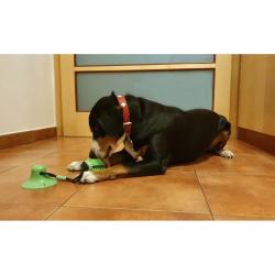 Merco Doggie hračka pro psy zelená