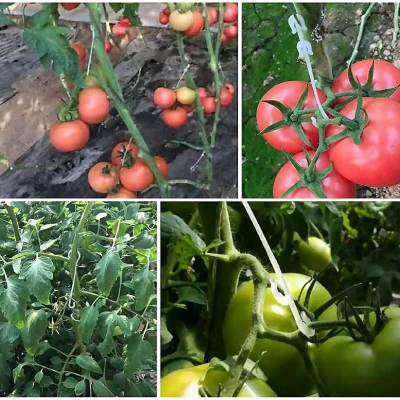 Merco Fruit Hooks 9 50 ks háčky na ovoce