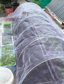 Merco Garden Mesh síť proti hmyzu a ptákům 3 x 6 m