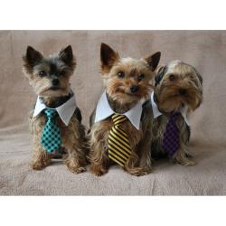 Merco Gentledog kravata pro psy černá-bílá