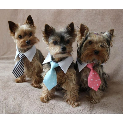Merco Gentledog kravata pro psy černá-bílá