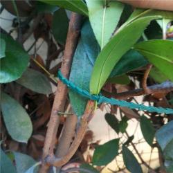 Merco Kinzo 100 vázací pásky na rostliny