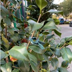 Merco PlantClip 20 upínací spony na rostliny