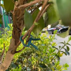 Merco PlantClip 20 upínací spony na rostliny