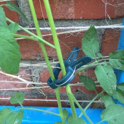 Merco PlantClip 20 upínací spony na rostliny