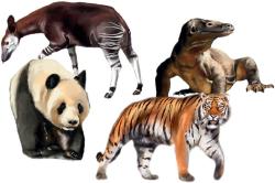 Mindok HRA Fauna (společenská hra)