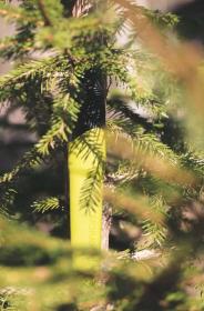 Morakniv Companion (S) Olive Green