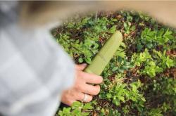 Morakniv Companion (S) Olive Green