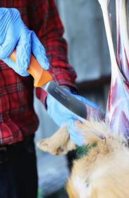 Morakniv Hunting (S) Skinning 146mm stahovací nůž