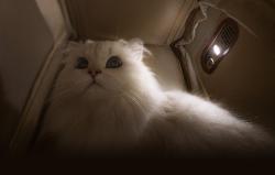 Mova Cestovní batoh PB10 Pro Pet