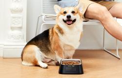 Pawbby Chytrá miska pro domácí mazlíčky Pawbby