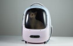Petkit Cestovní batoh pro domácí mazlíčky Breezy 2.0 (růžový)