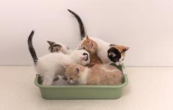 Petoneer Chytrý odstraňovač zápachu Petoneer