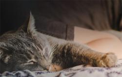 Petoneer Vodní fontána pro domácí zvířata Fresco mini plus