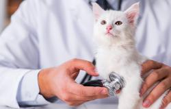 Petoneer Vodní fontána pro domácí zvířata Fresco mini plus