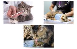 Petoneer Vodná fontána pre domáce zvieratá Fresco Ultra