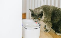 Petoneer Výměnné filtry pro fontánku Smart Pet Fountain mini (2 kusy)
