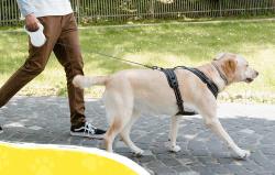 Petsuper Automatické zatahovací vodítko pro psy 5 m (bílé)